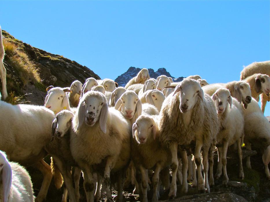 sheep flock mountain view