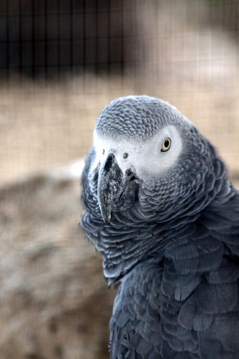 gray parrot in a cage at the zoo