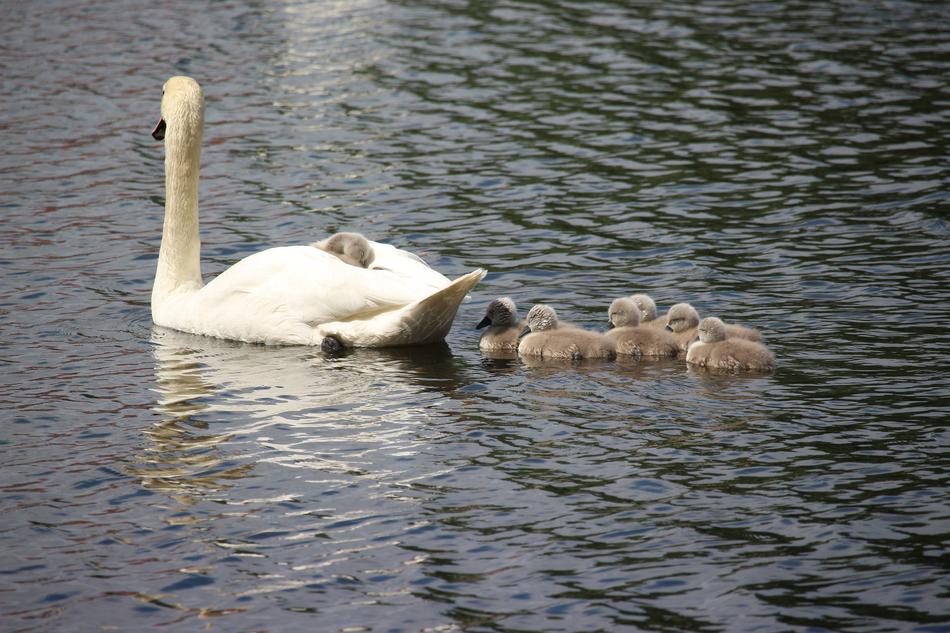 Swan Swans Water Bird