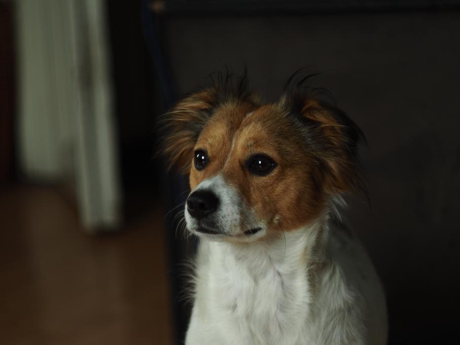 Dog And The Tramp Animal