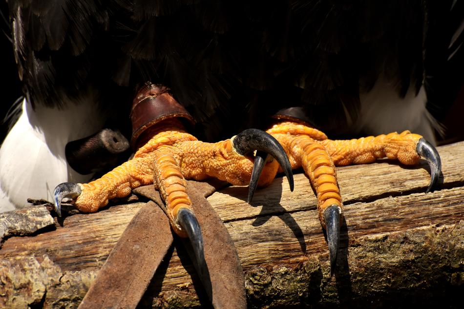 Adler Bald Eagle Feet