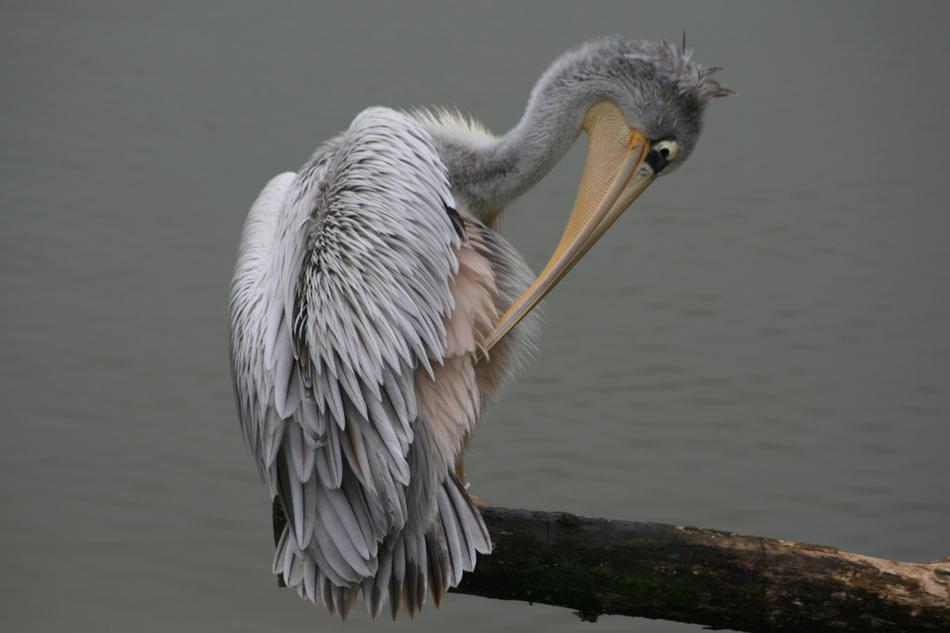 Bird Bill Nature