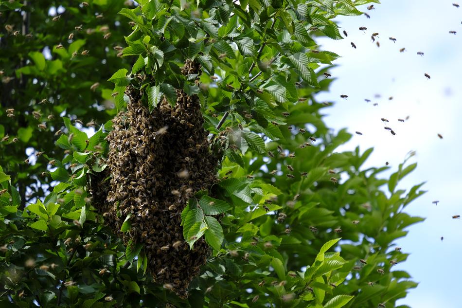 Insect Bees Wild
