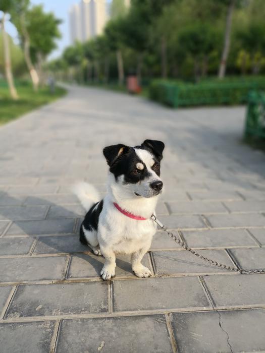 Dog Collar Bricks
