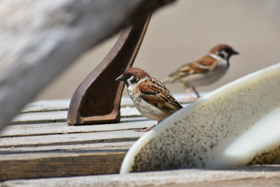 Animal Wood Bird Wild