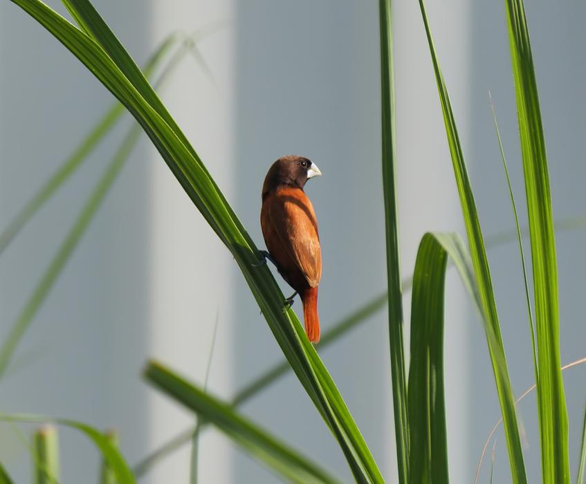 Bird Small Cute