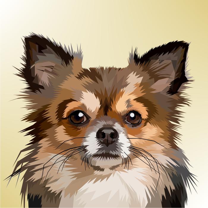little furry dog