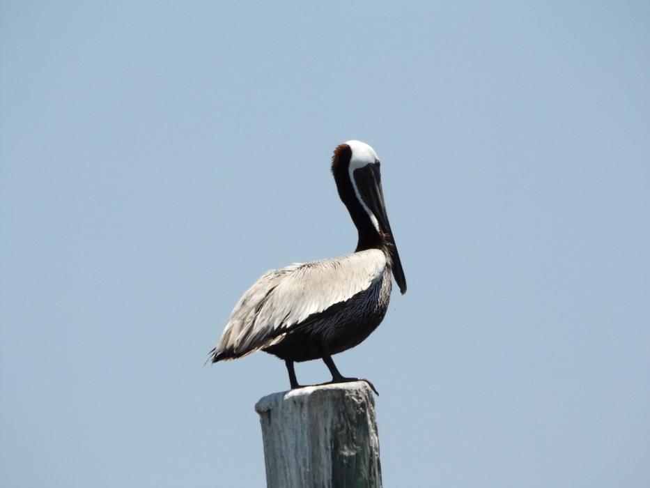 Seagull Ave