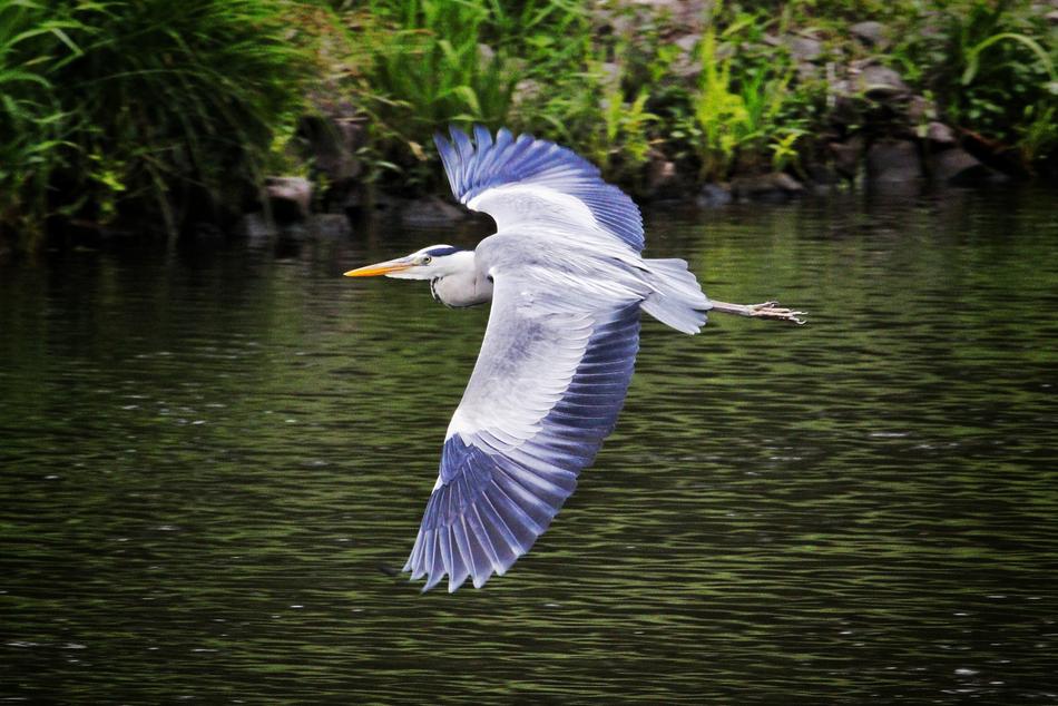 Bird Nature Animal