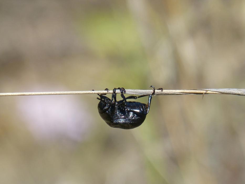 Beetle Branch Head Down Upside