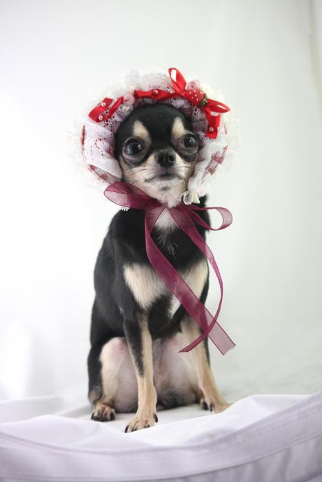 Dog Chihuahua Small Dogs Free