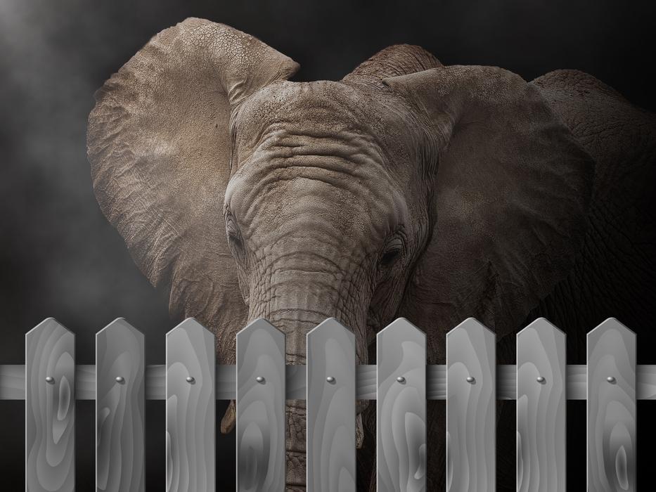 Elephant Animal African