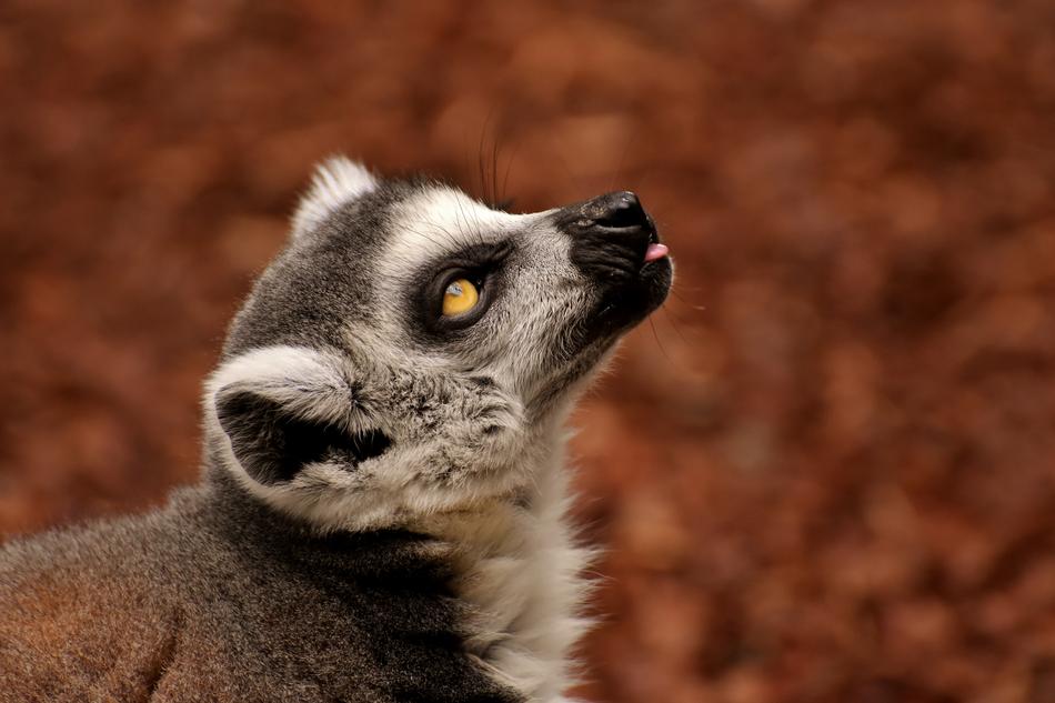 lemur with his tongue out