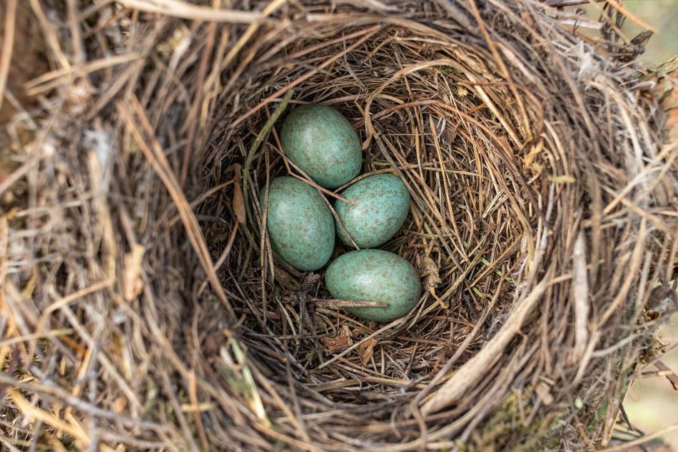 Jack Masonry Eggs