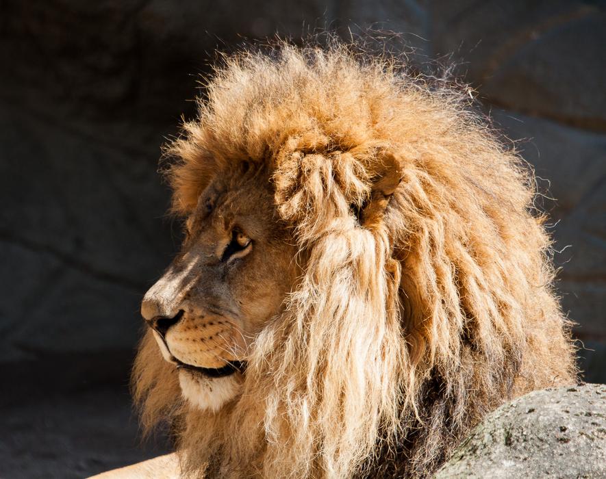 lion with a fluffy mane