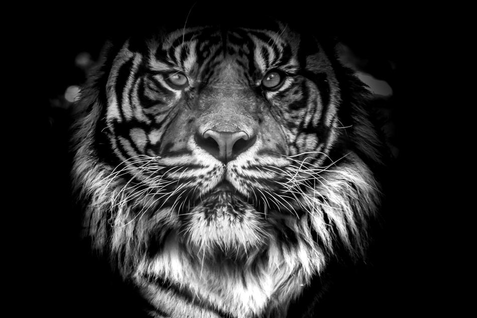 wild beautiful tiger