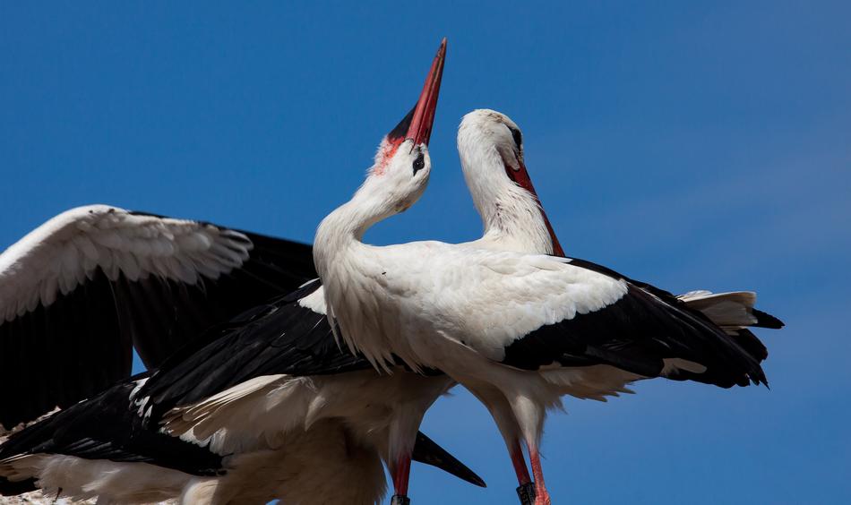 Stork Storks Bird