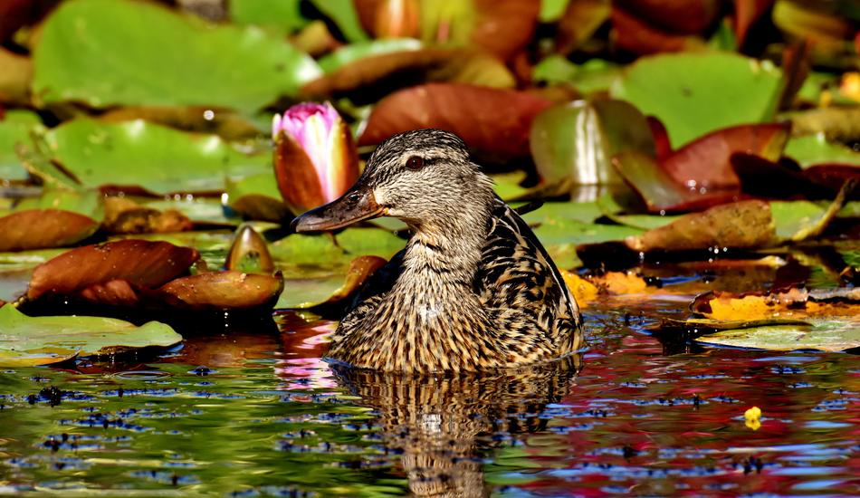 Mallard Pond Water Lilies