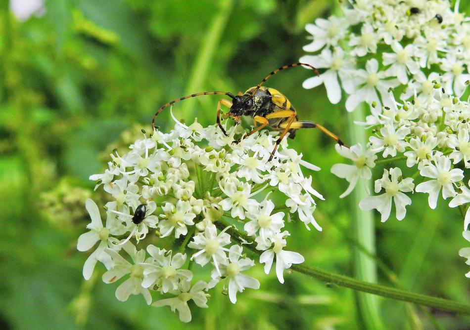 Beetle Longhorn Insect