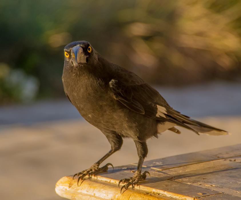 Pied Currawong Strepera Graculina