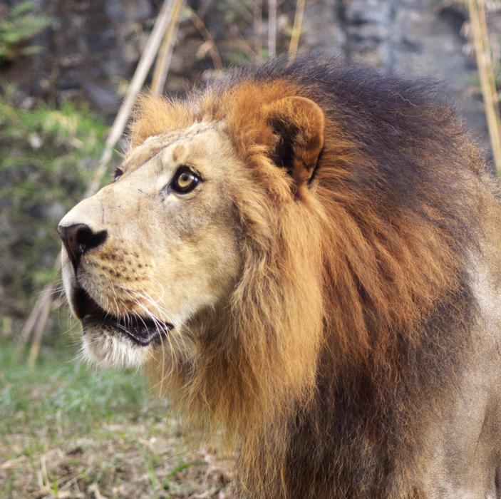 Lion Mammal Animal