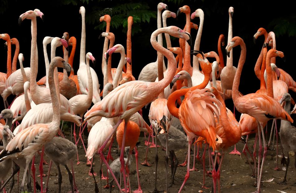 Flamingo Bird Colorful