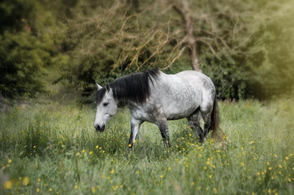 gray walking horse in a meadow