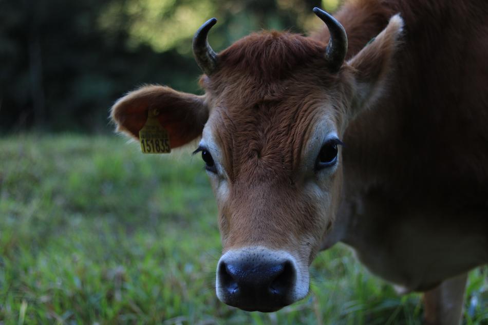 grazing brown cow