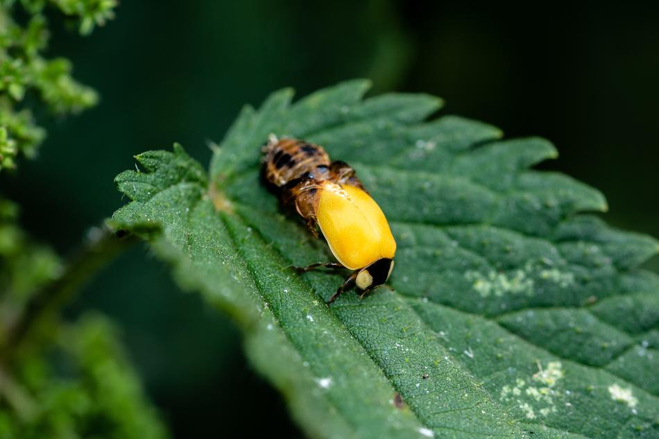 Ladybug Birth Hatching