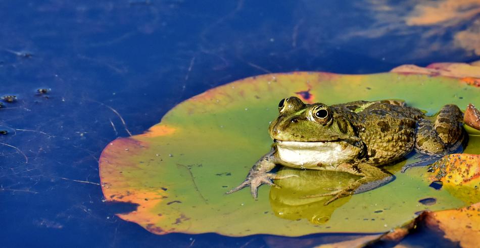 Frog Pond Animal Water