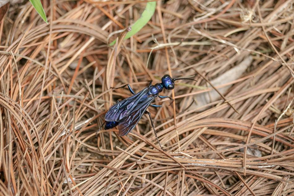 Ant Bug Insect