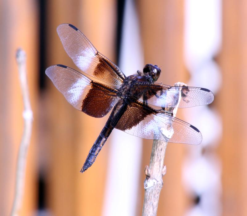 Bug Dragon Fly Insect
