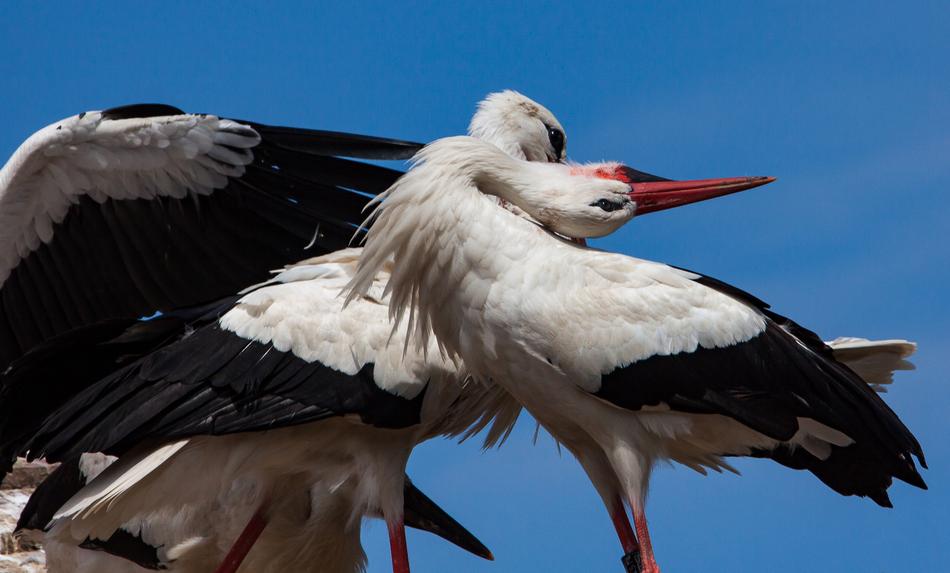 Stork Storks Animal Rattle