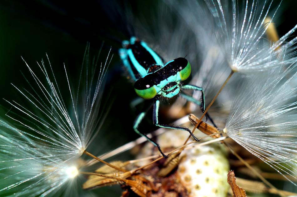 Ważka Insect Closeup