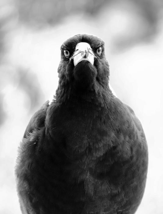 a bird looking into the camera