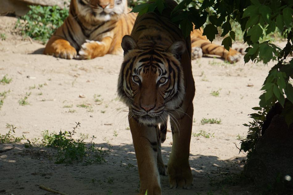 Sumatran Tiger Mammal Zoo