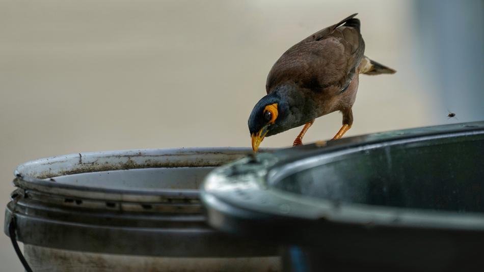 Bird Feeding Fly