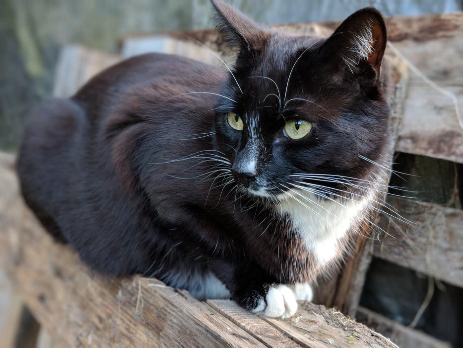 a cat is resting on a tree