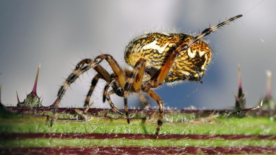 Spider Yellow Insect