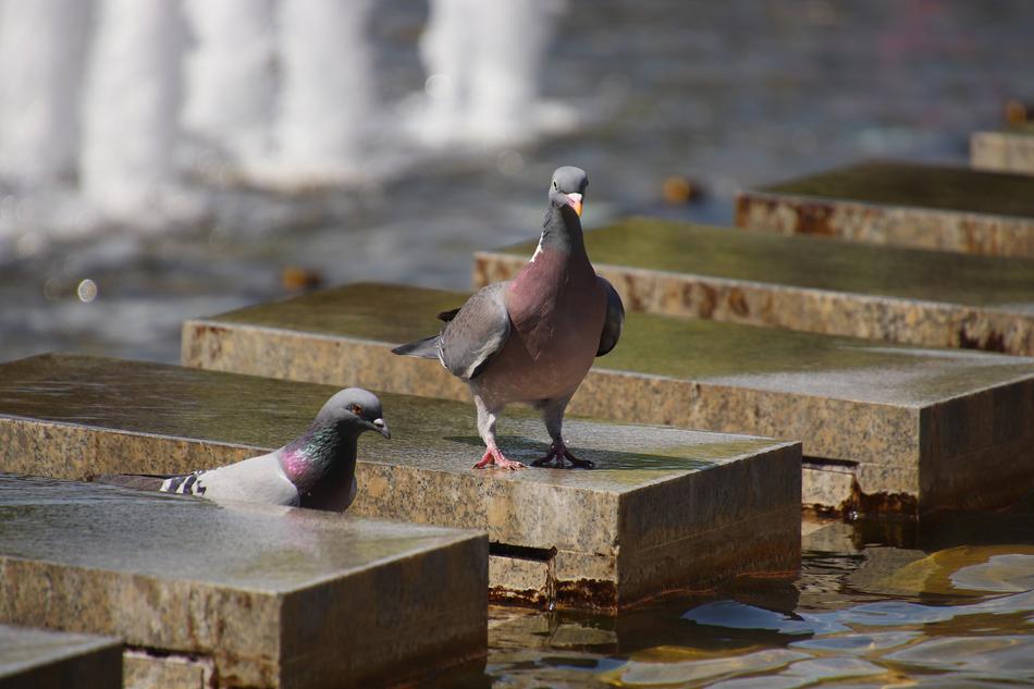 Pigeons Fountain Berlin Tv