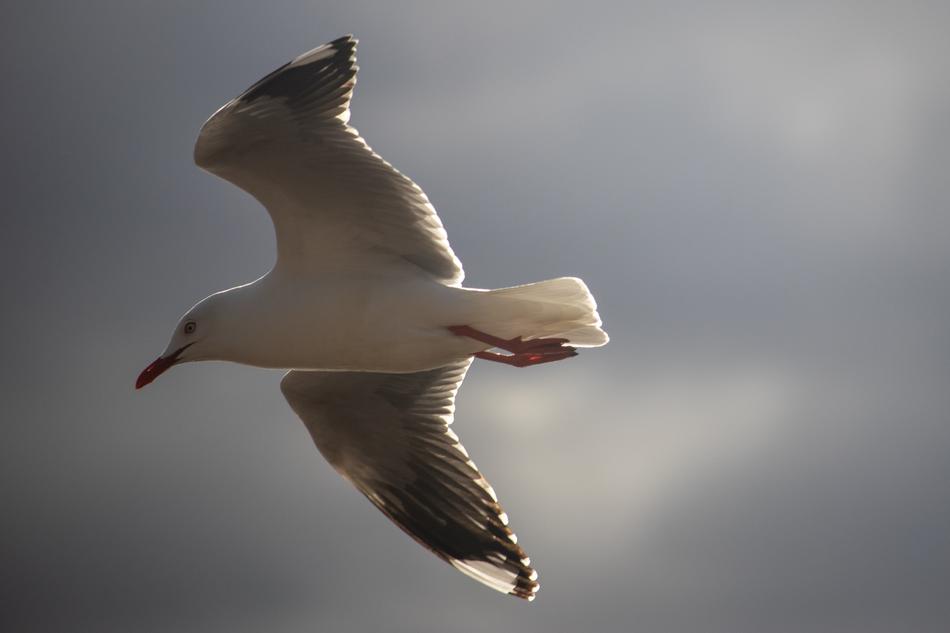 Seagull Flying Bird