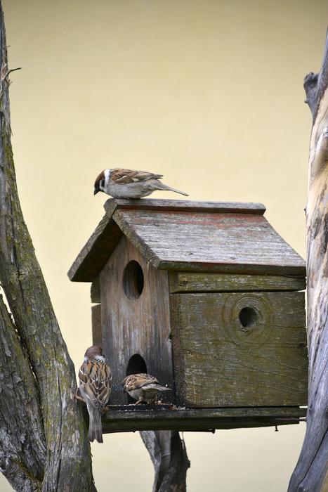 Sparrow Bird Wildlife