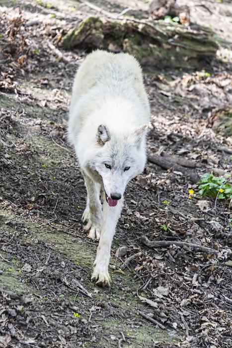 Wolf Arctic Fur