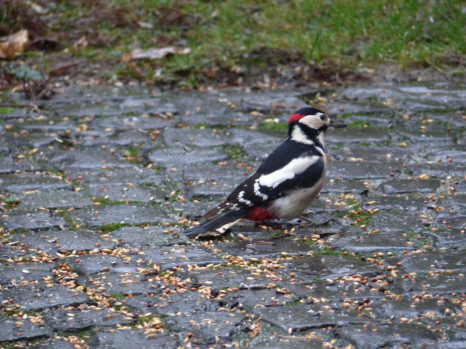 Great Spotted Woodpecker Bird