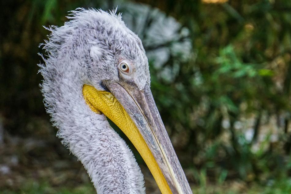 pelican closeup