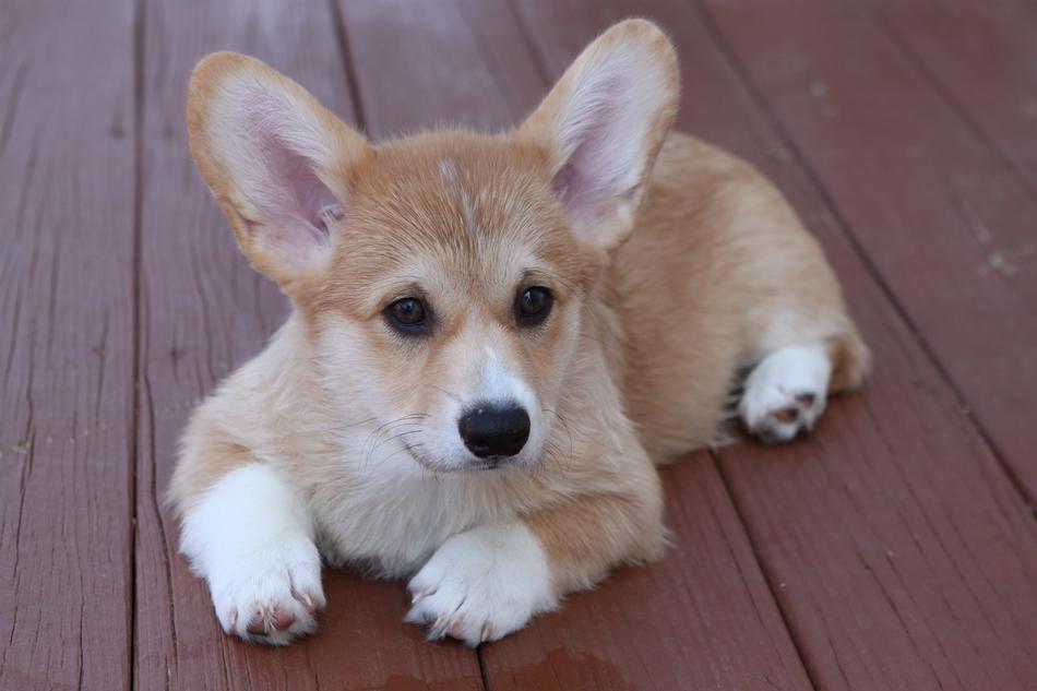 Puppy Corgi Dog