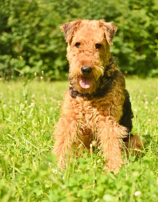 Dog Airedale Terrier Pet
