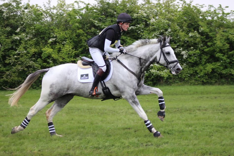 Gallop Horse Countryside