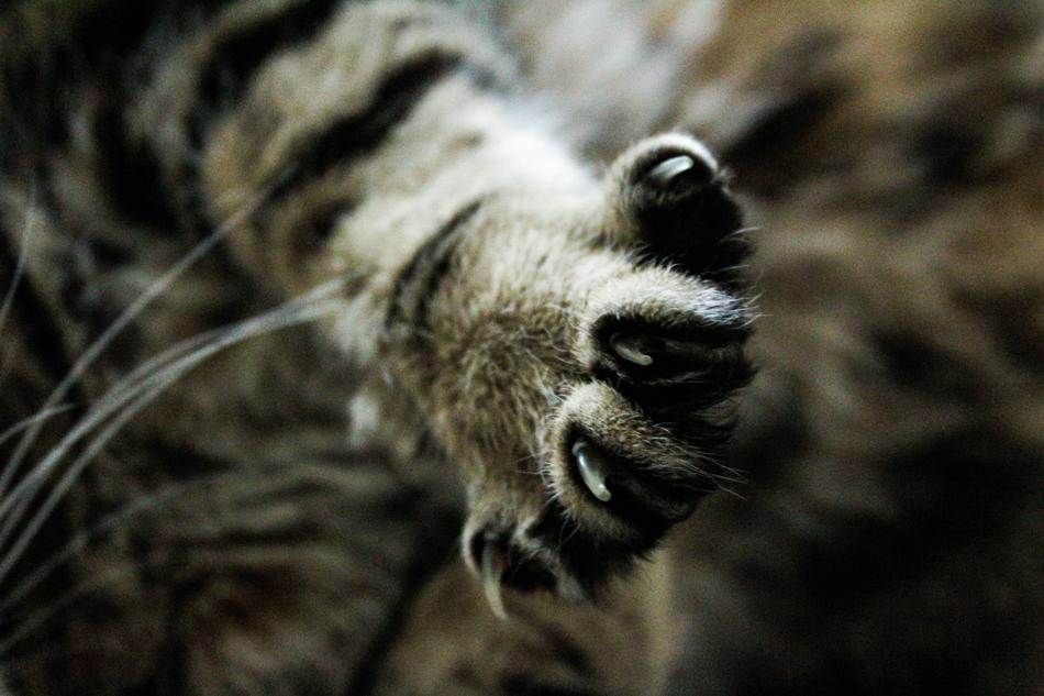 Animal Brown Cats