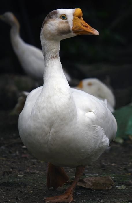 Animal Nature Bird